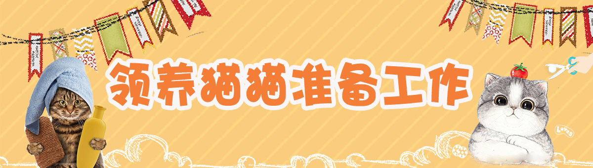 宠物猫领养要注意什么
